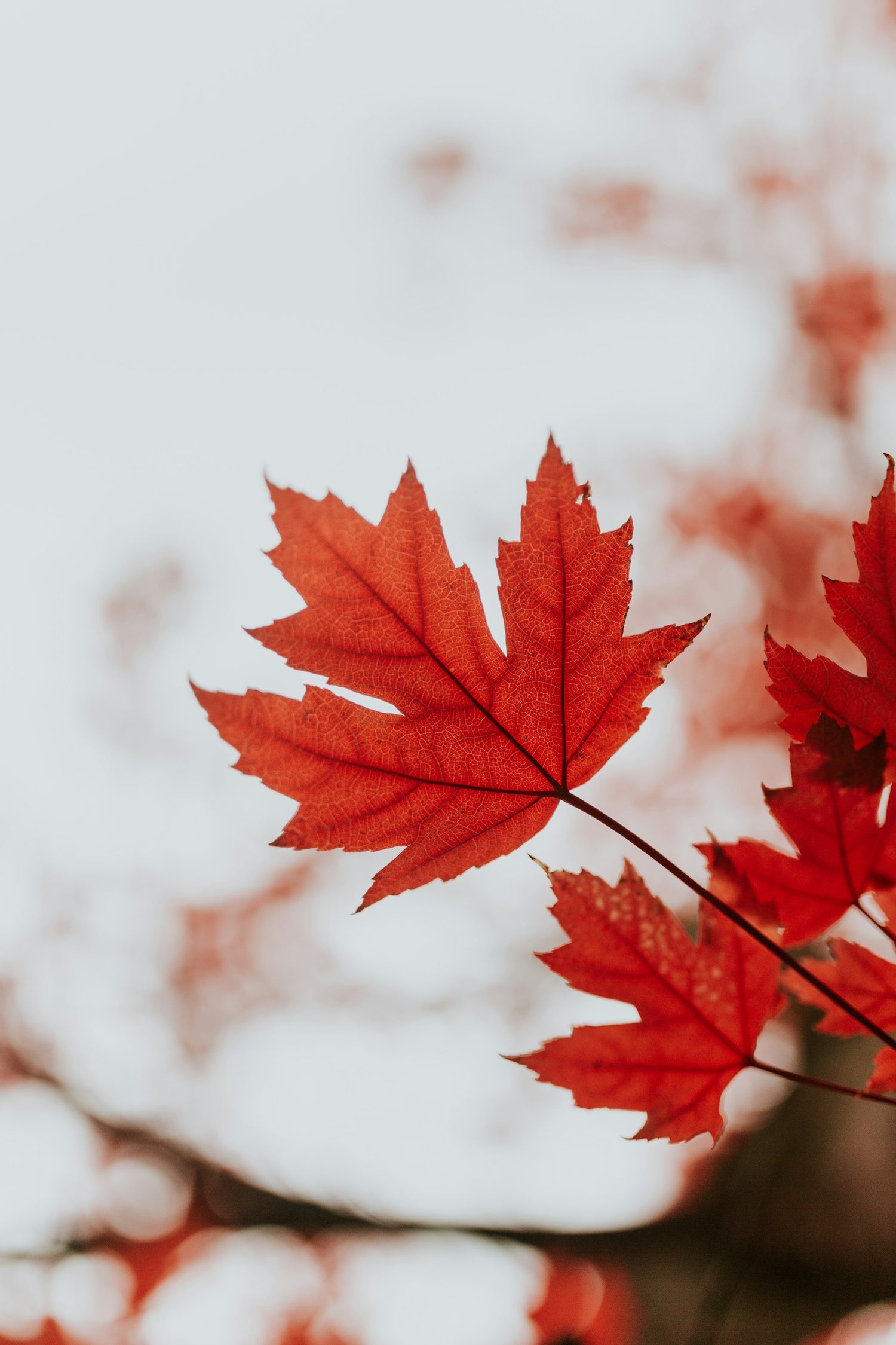 Picture of a canadian leaf on a tree.